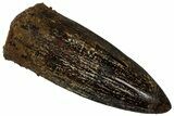 Fossil Sauropod Dinosaur (Titanosaur) Tooth - Morocco #298488-1